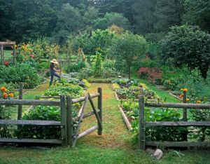 Healthy living images - Organic gardening.jpg